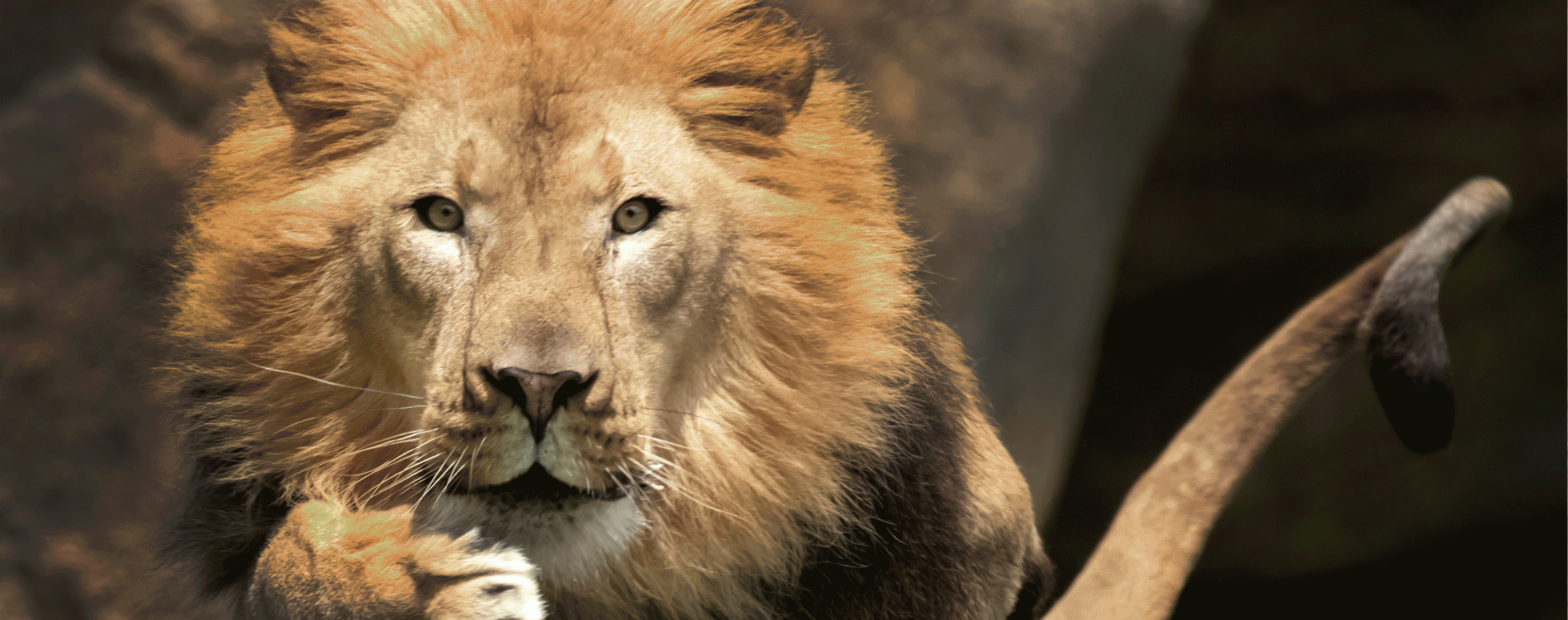 zoo aqua insect banner