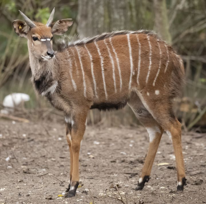A Nyala at Audubon Zoo