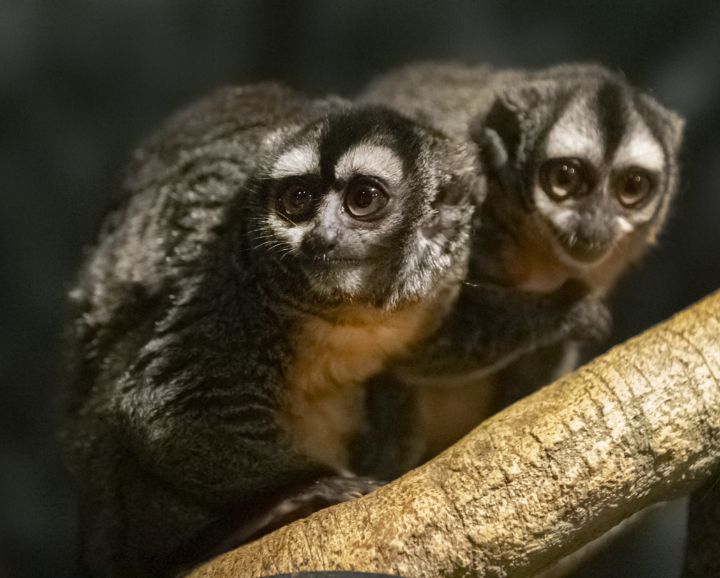 Two Nancy Ma’s Night Monkeys at Audubon Zoo
