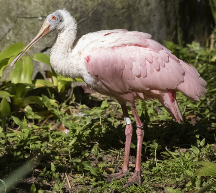 A Roseate Spoonbill at Audubon Zoo