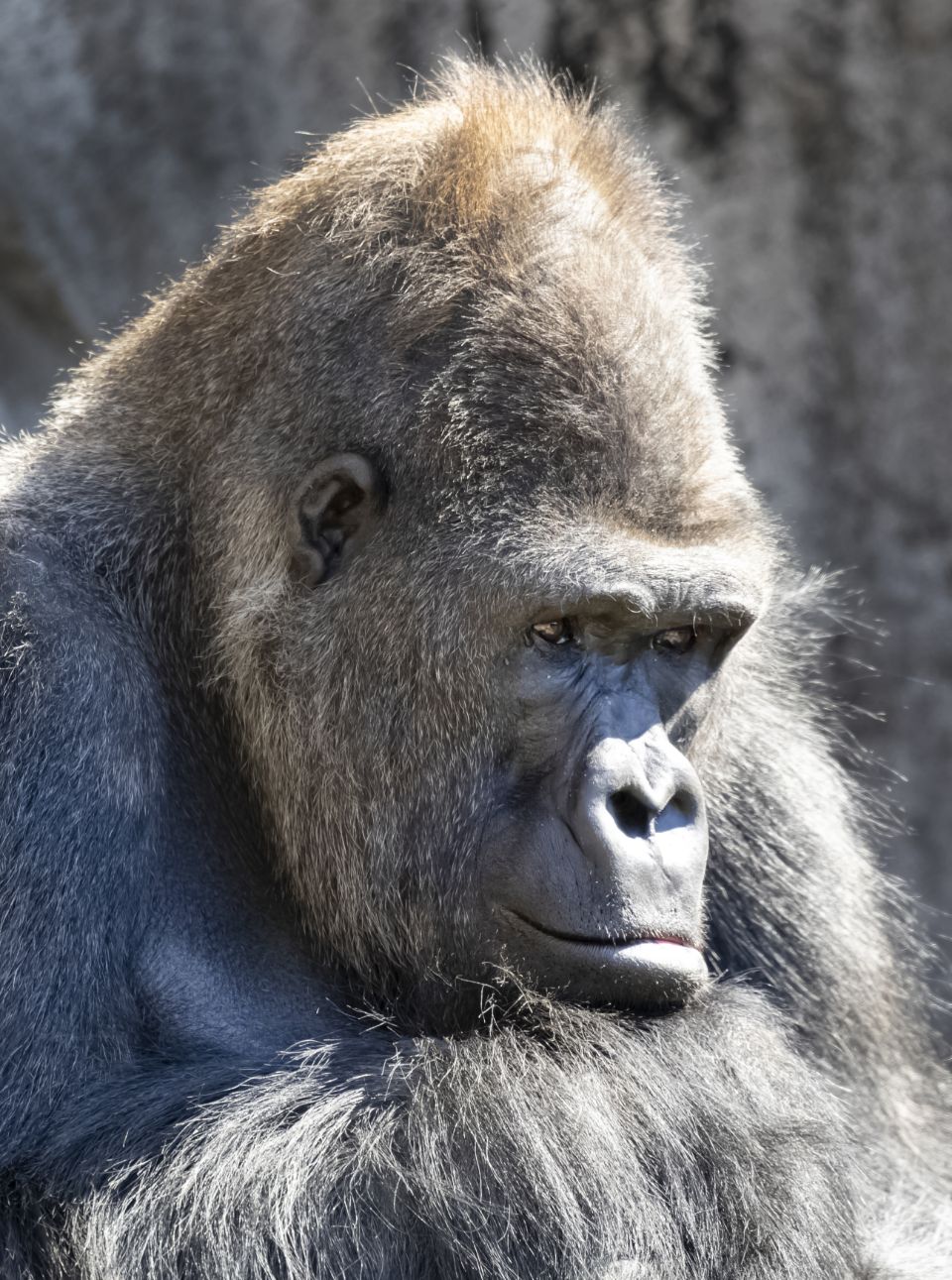 Gorilla 