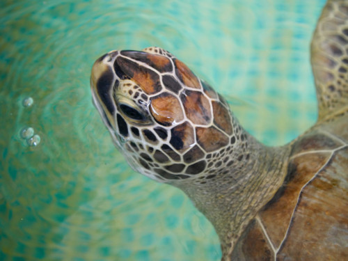 Audubon Aquarium Rescue Helping Sea Turtles Impacted by Cold Weather