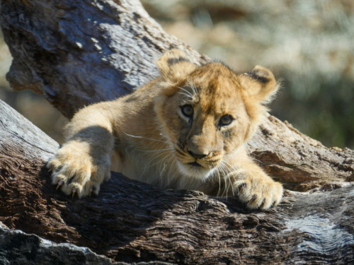 Audubon Zoo’s Lion Cubs Ready to Explore Outdoors