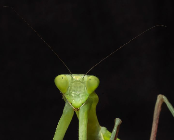 Giant Asian Mantis