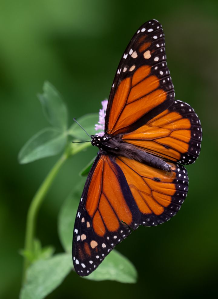 Monarch Butterfly