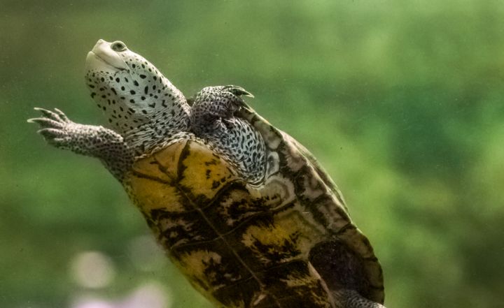 A diamonback terrapin swimming at Audubon Aquarium