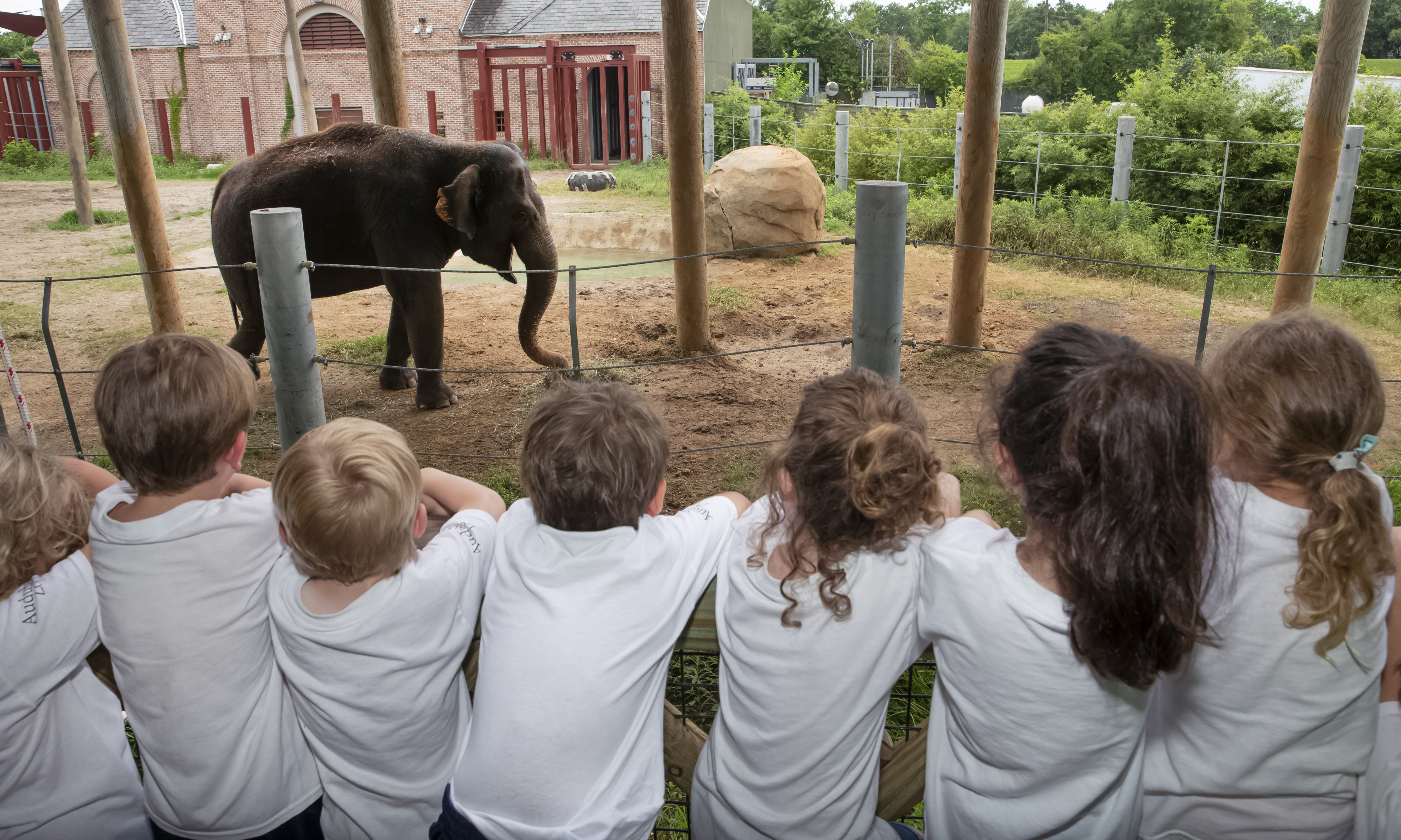 Children attending Zoo Camp viewing the Asian Elephant at Audubon Zoo