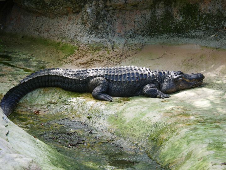 A large alligator at Audubon Zoo