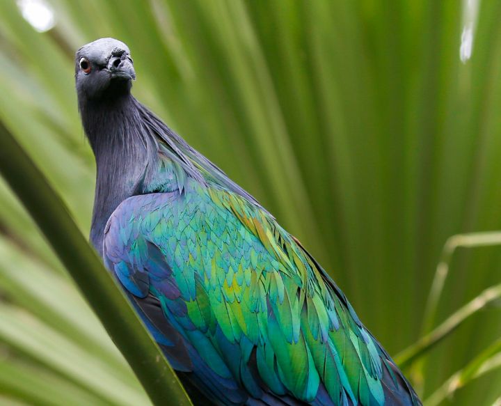 Nicobar Pigeon