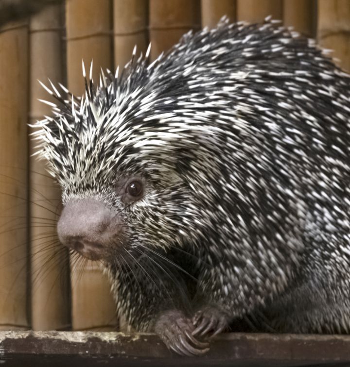 A Prehensile-tailed Porcupine at Audubon Zoo