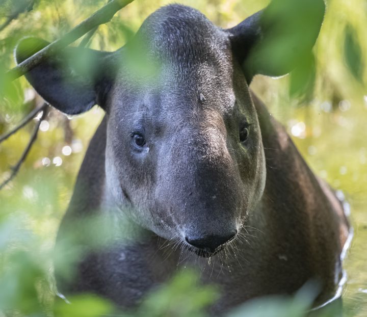 Tapir at Audubon Zoo