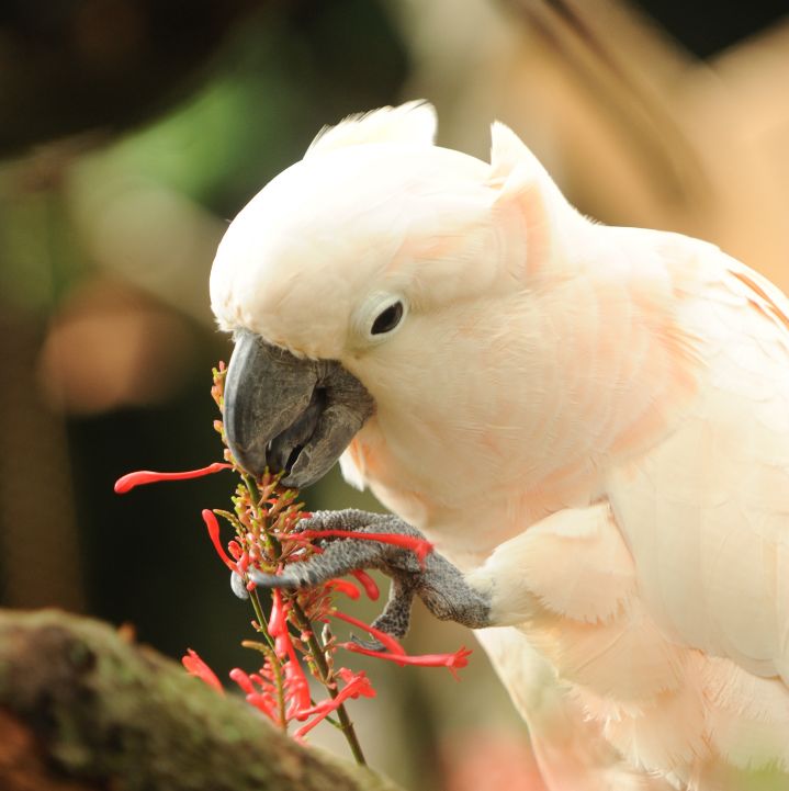 White Cockatoo