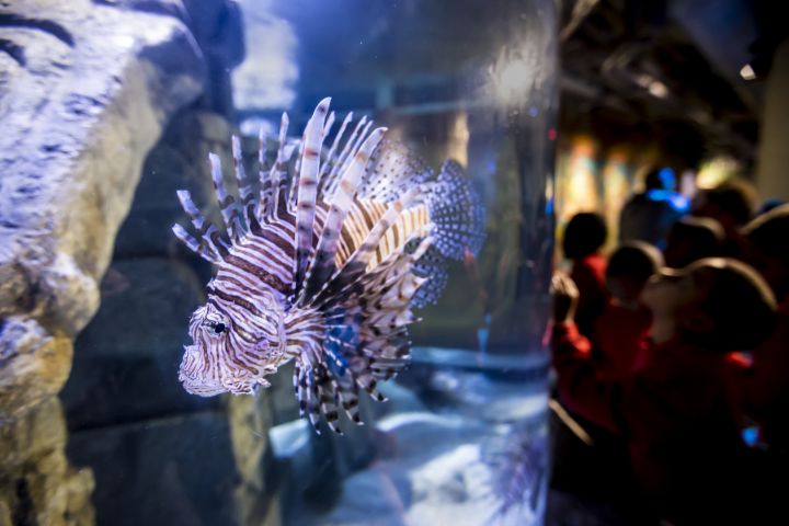 A lionfish in a tank at Audubon Aquarium