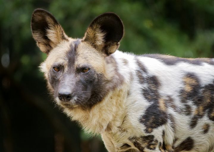 African Painted Dog