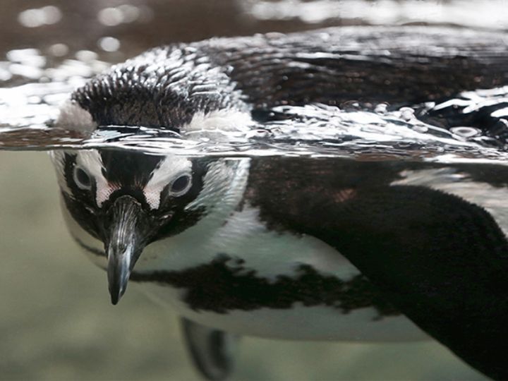 African Penguin