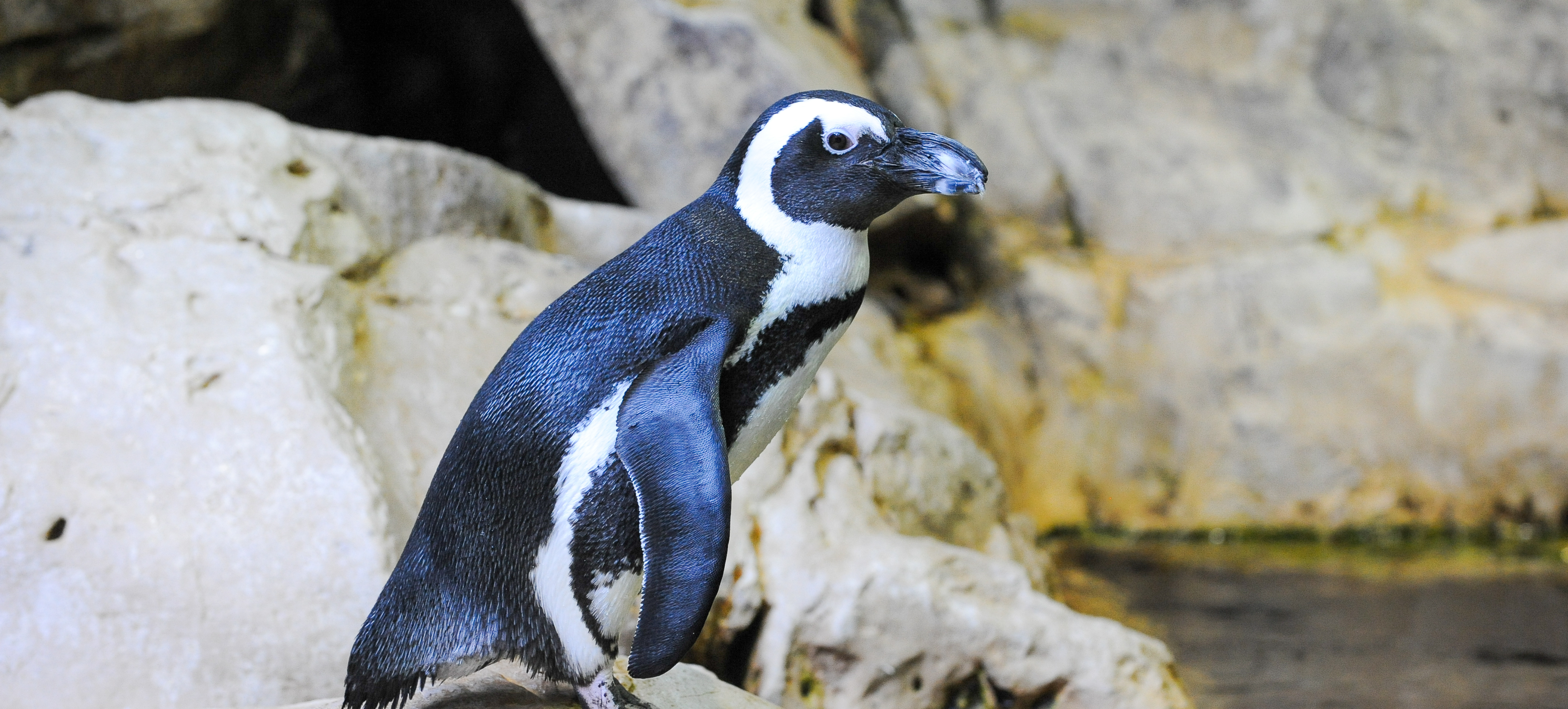 An African Penguin at Audubon Aquarium
