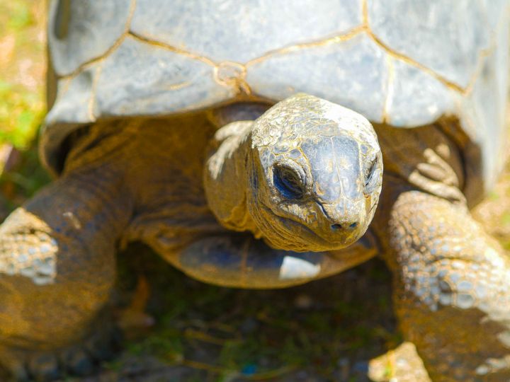 Aldabra Tortoise