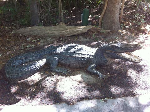 historical Audubon Zoo