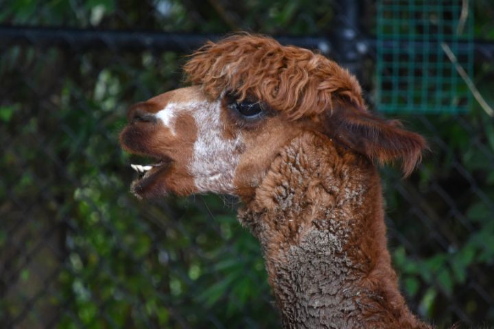 An Alpaca at Audubon Zoo