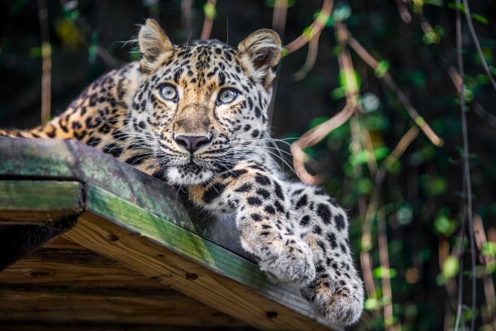 Amur Leopard