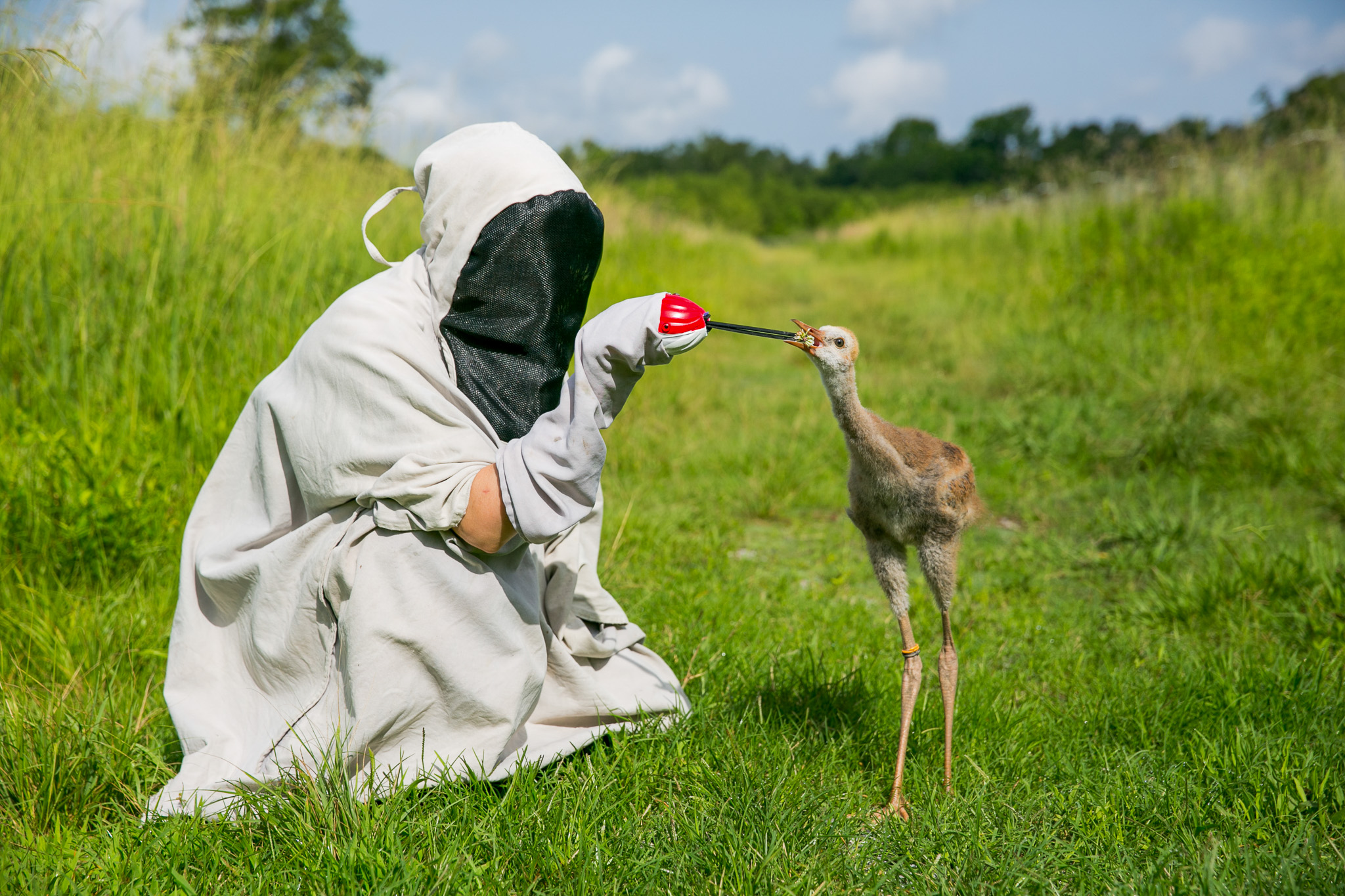 A conservationist at Audubon Nature Institute feeding a baby Mississippi Sandhill Crane.