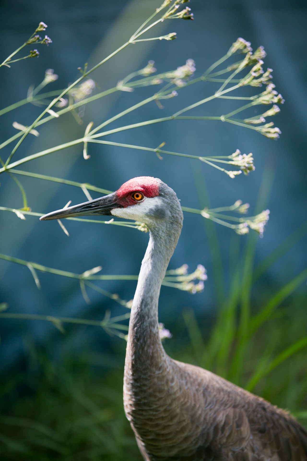 Whooping Crane