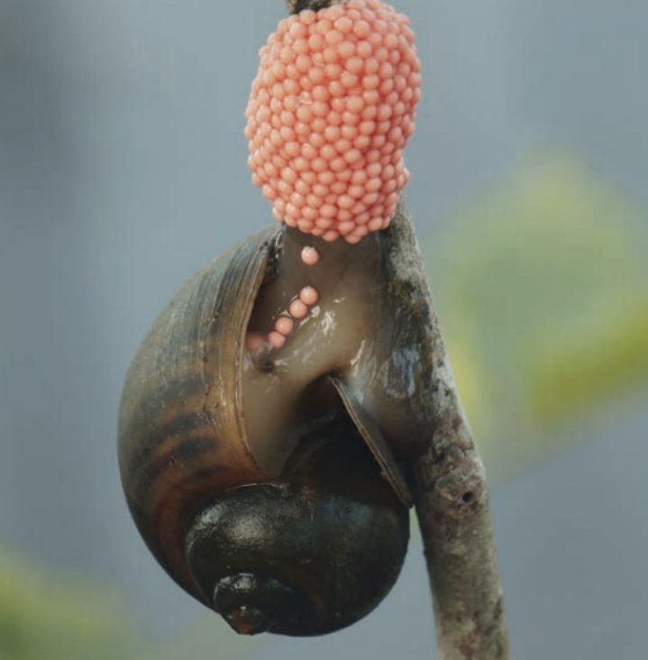 apple snail