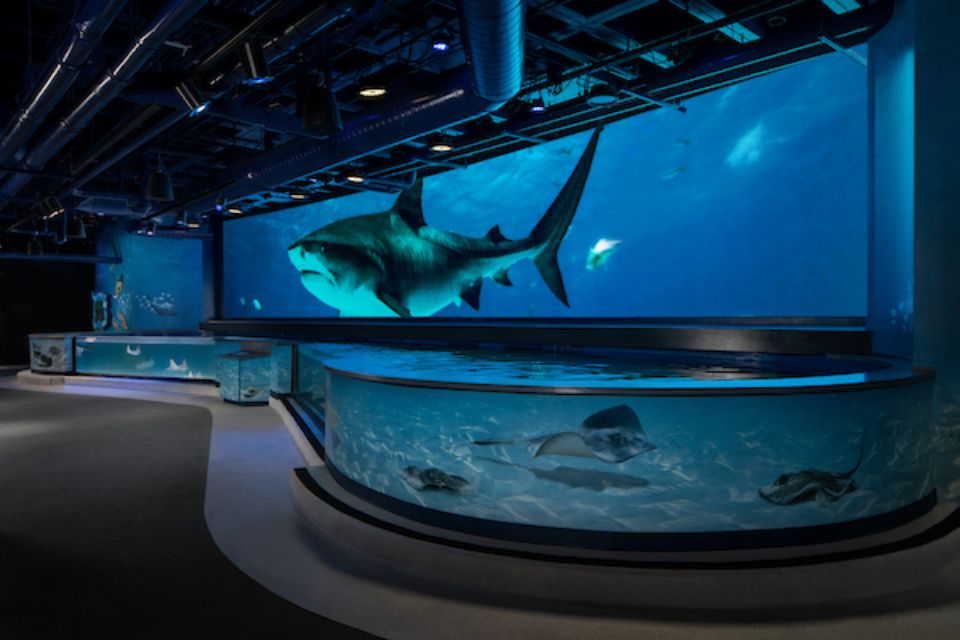 shark discover exhibit