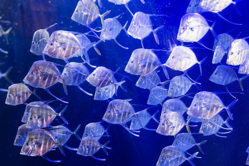 A school of fish at Audubon Aquarium