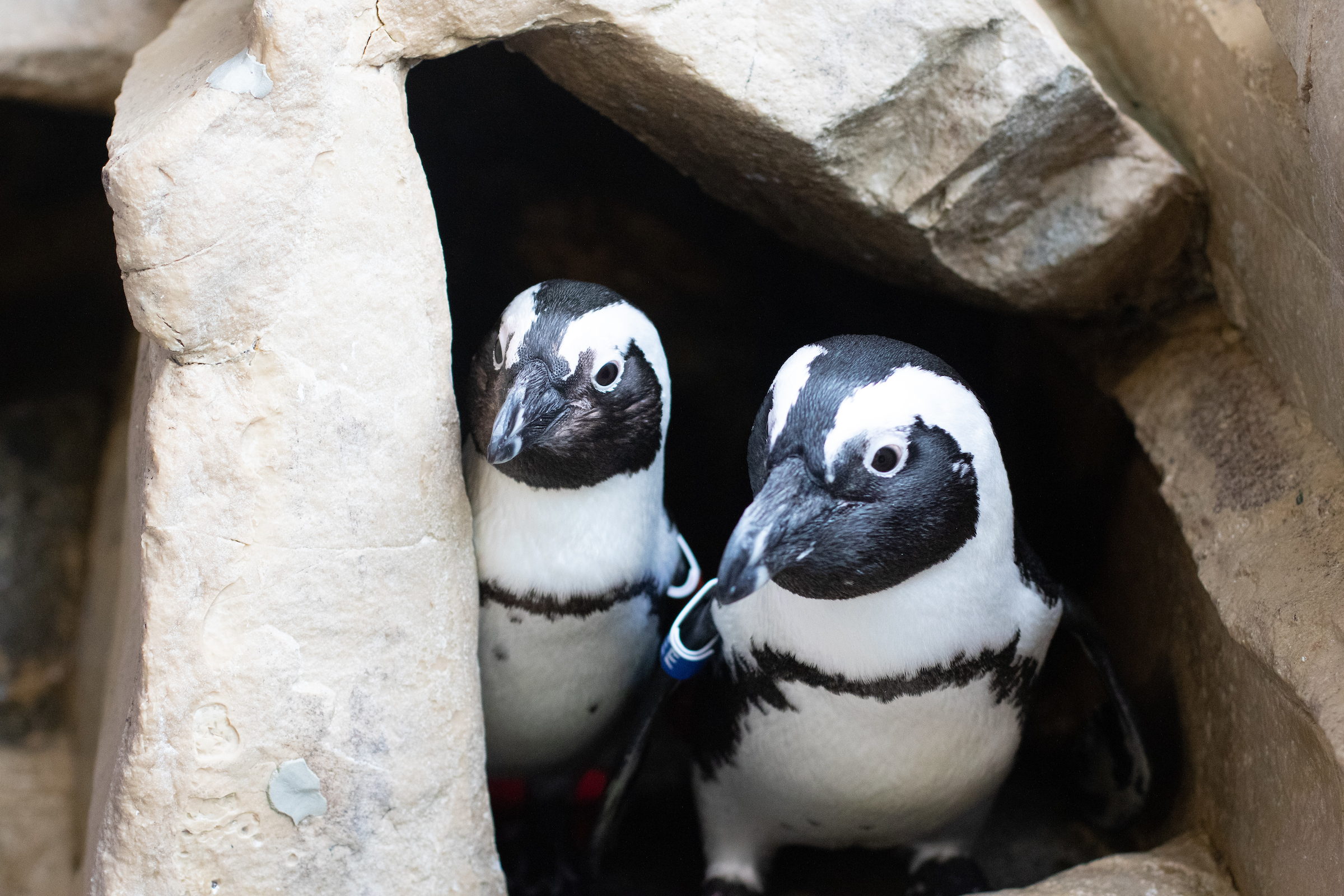 African Penguins at Audubon Aquarium