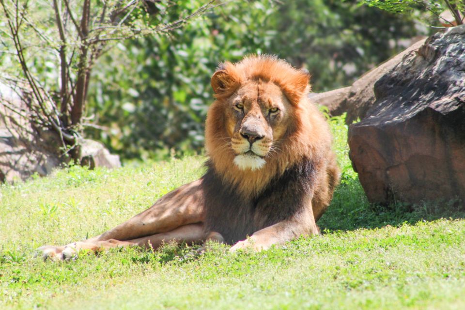 African Lion at Audubon Zoo