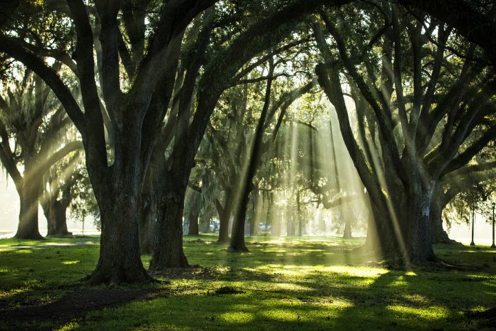 trees at the park