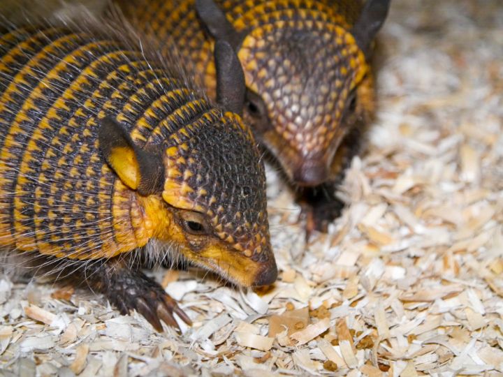 Screaming Hairy Armadillo babies