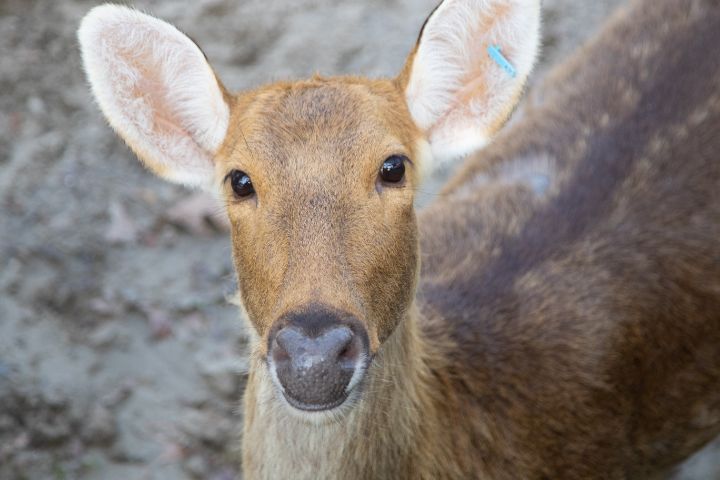 A Barasingha at Audubon Zoo