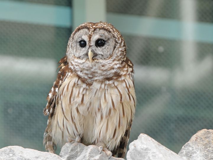Barred Owl