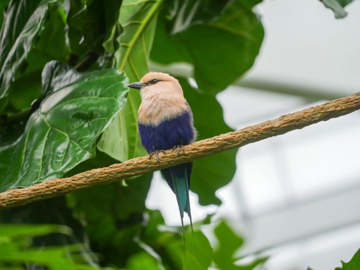 Blue-Bellied Roller