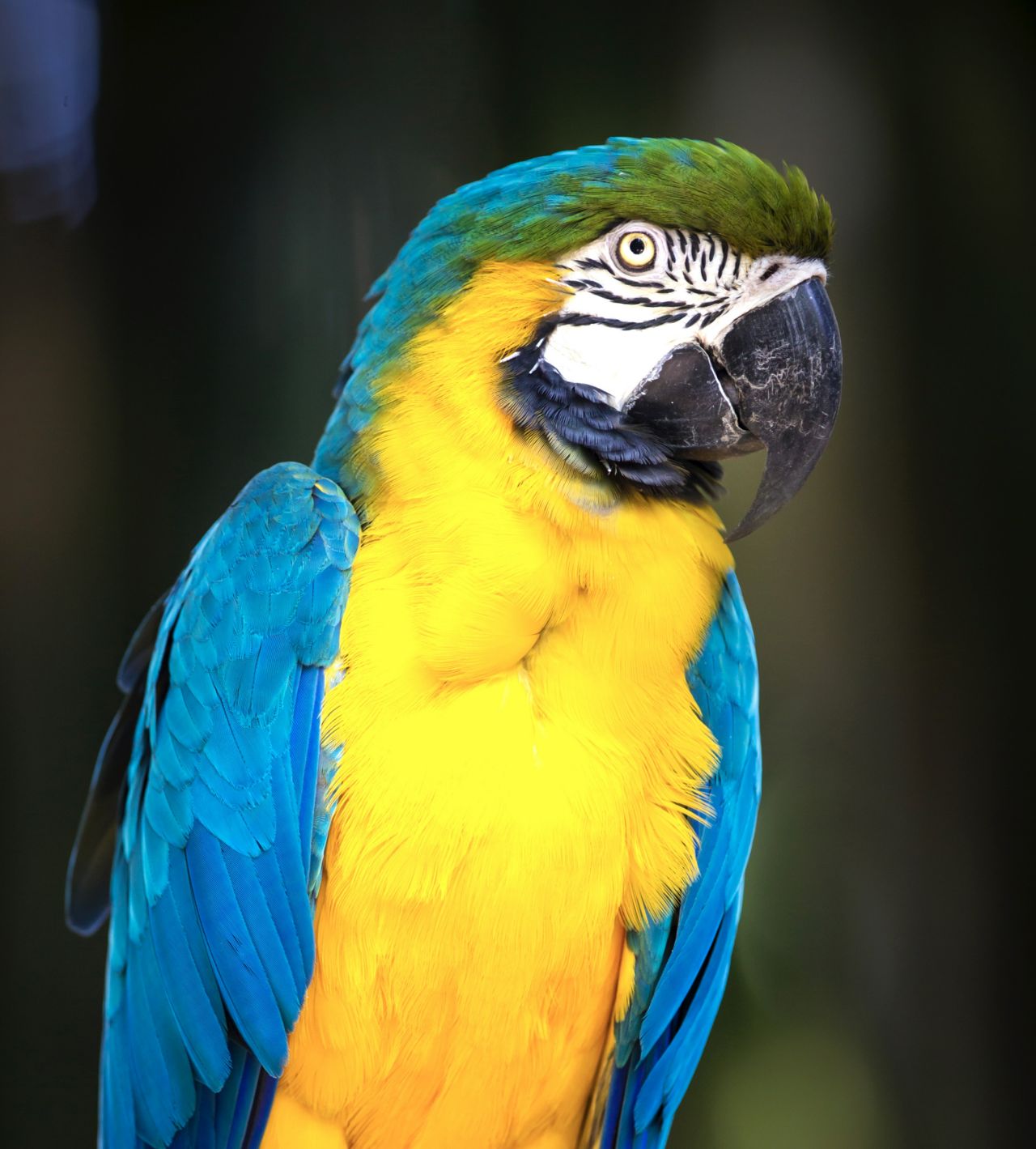 Blue and Gold Macaw