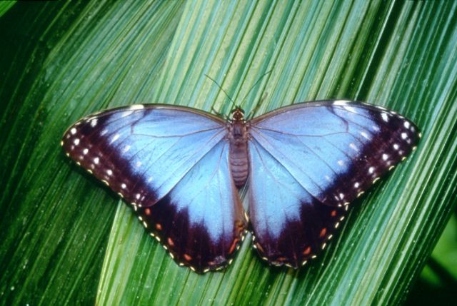 audubon butterflies insectarium