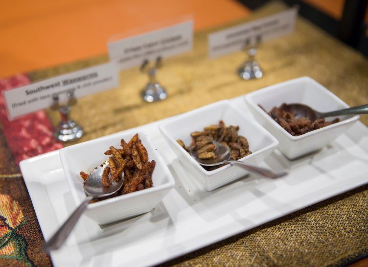 Bug Appetit Audubon Insectarium