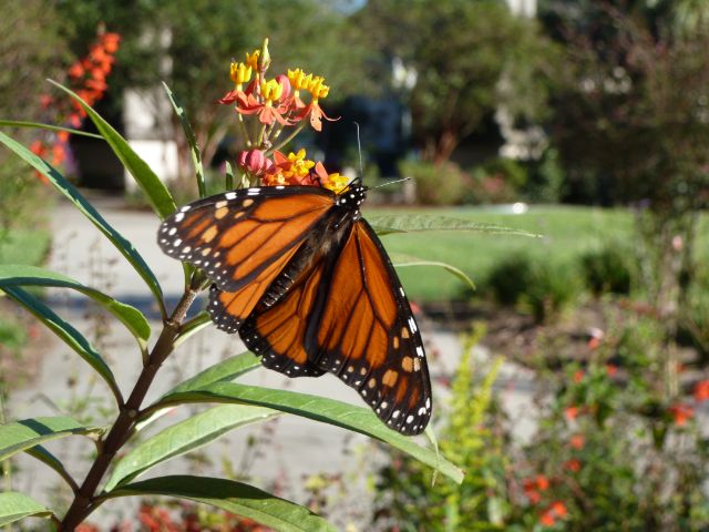 audubon butterflies insectarium