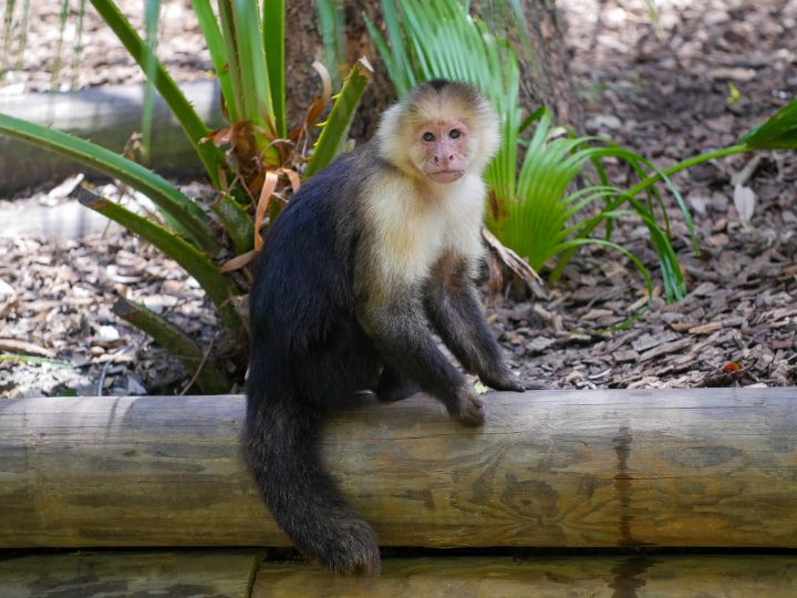 A Capuchin Monkey resting on a log at Audubon Zoo
