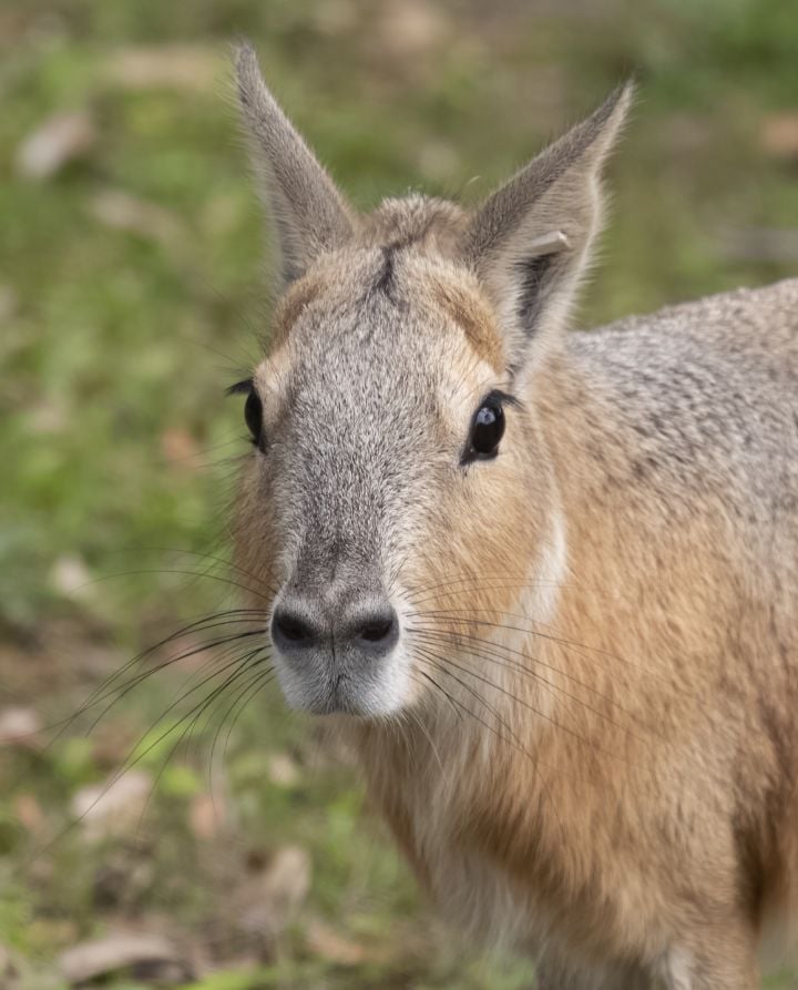 A Cavy at Audubon Zoo