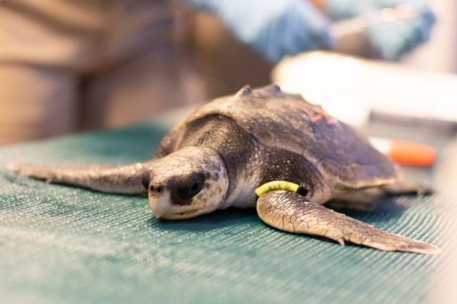 Audubon Aquarium Rescue