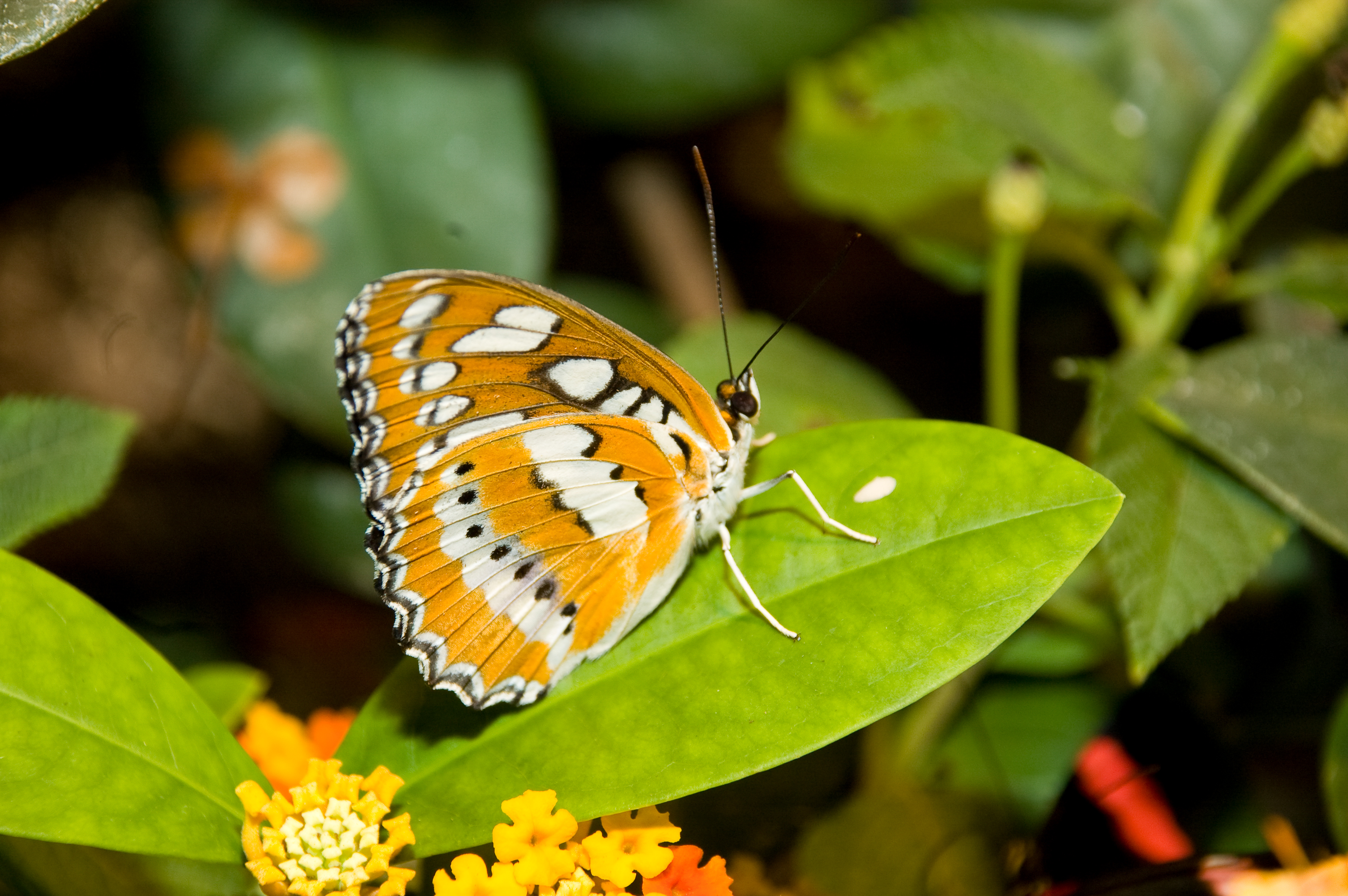 Butterfly at Audubon Insectarium