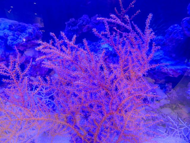 Coral Exhibit at Audubon Aquarium