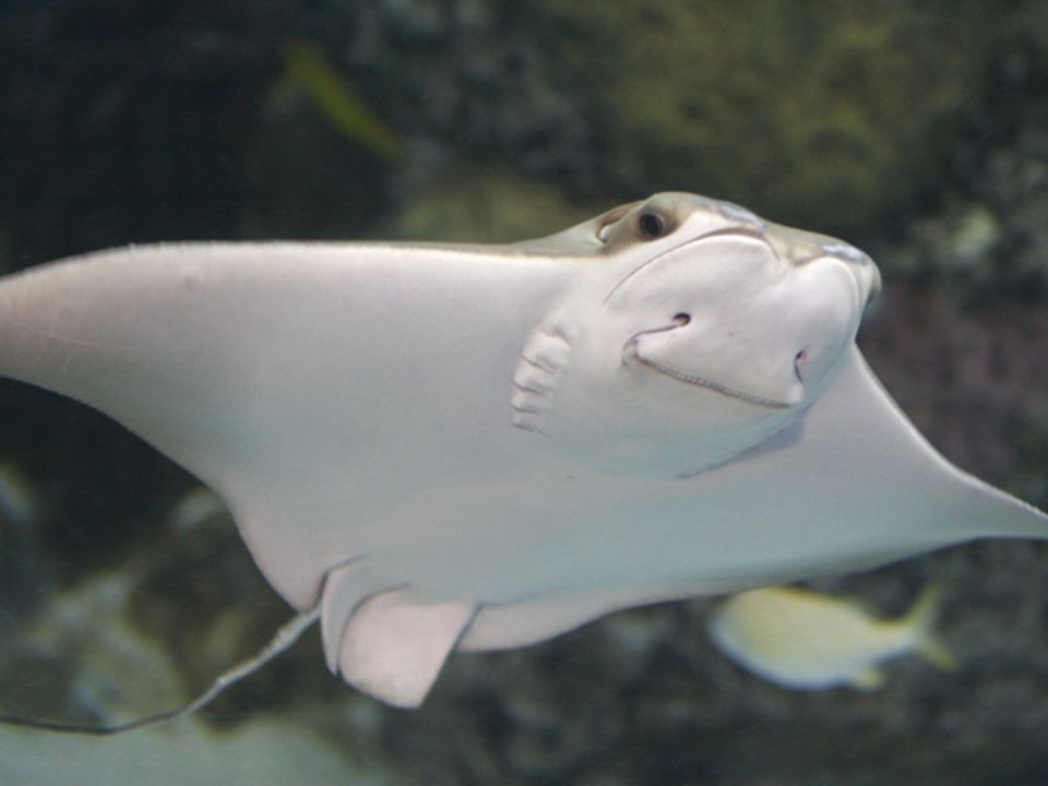cownose ray