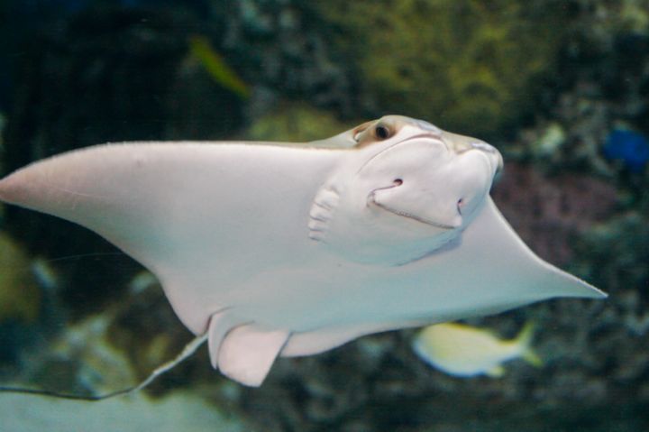 A Cownose Ray at Audubon Aquarium