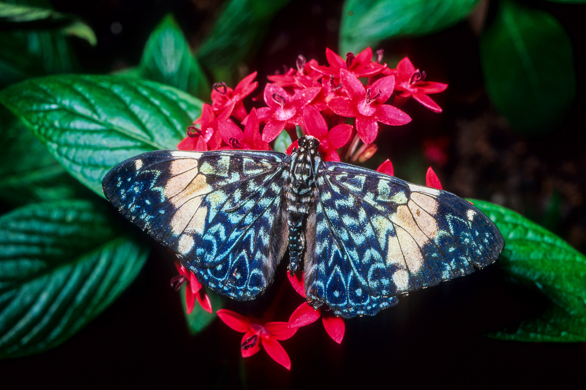 A Cracker Butterfly at Audubon Insectarium