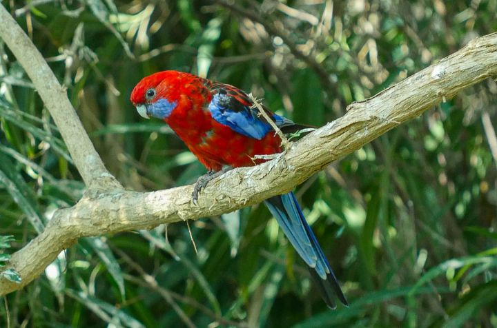 Crimson Rosella Parrot