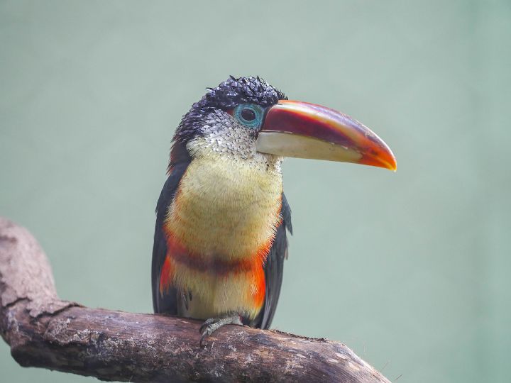 Curl-Crested Aracari